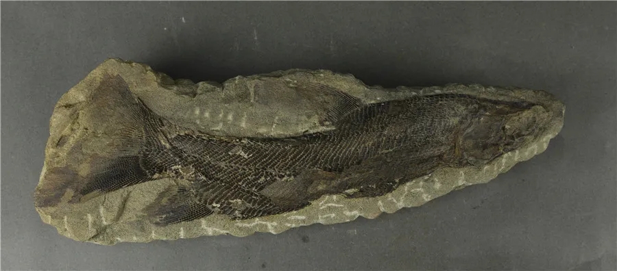 鳞齿鱼化石.webp.jpg