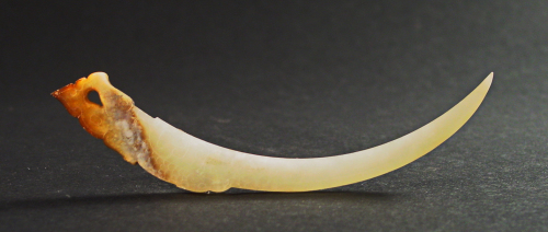 4玉觽.jpg 4玉觽.jpg